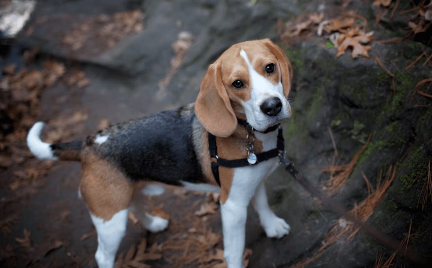 perro beagle autentico