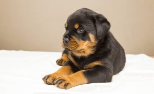 cachorro Rottweiler